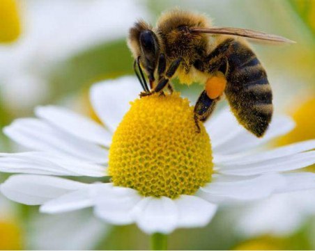 Учени дешифрираха танца на пчелите