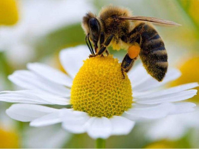 Учени дешифрираха танца на пчелите