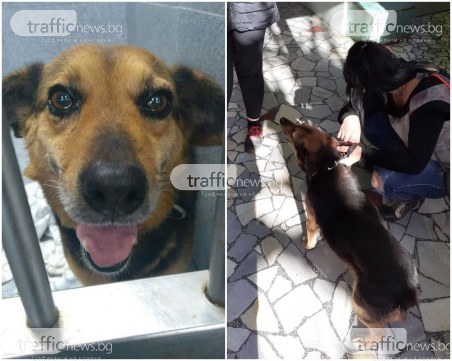 Осакатиха кученце, скита се окървавено в центъра на Пловдив
