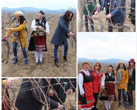 Известна марка вино подготви лозя край Хисаря за новата реколта