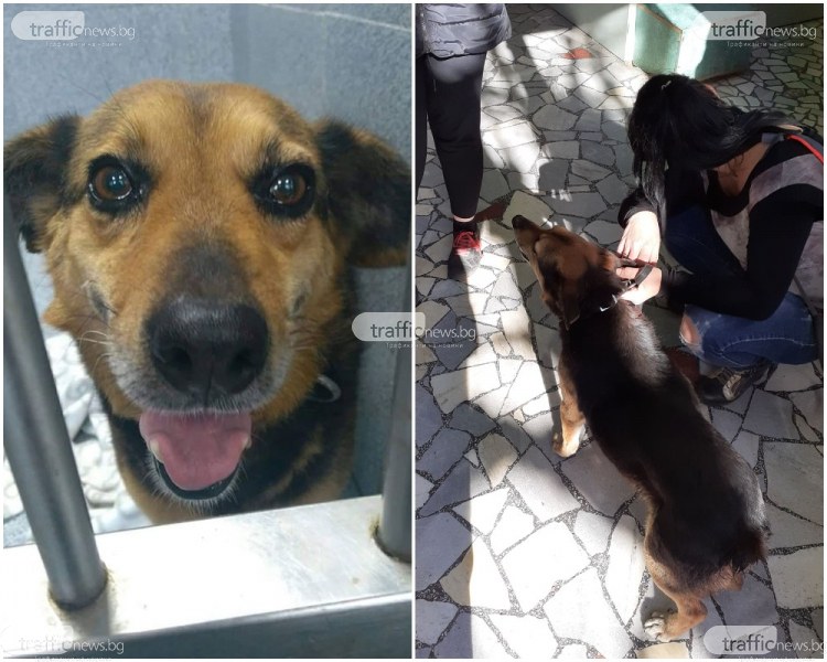 Осакатиха кученце, скита се окървавено в центъра на Пловдив