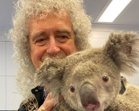 Брайън Мей свири за коала, оцеляла в пожарите в Австралия