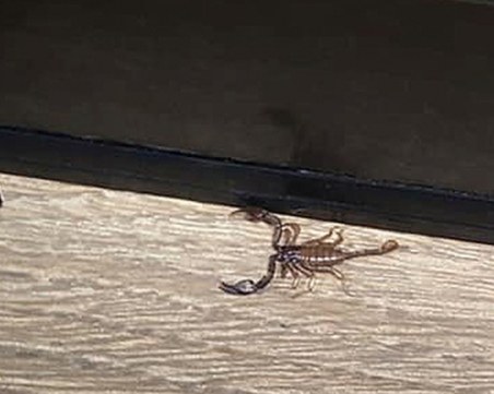 Скорпион пълзи из Пловдив