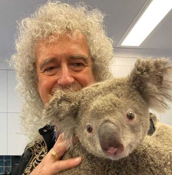 Брайън Мей свири за коала, оцеляла в пожарите в Австралия