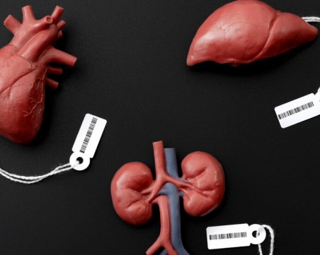 Продължава трафикът на хора като донори за трансплантации