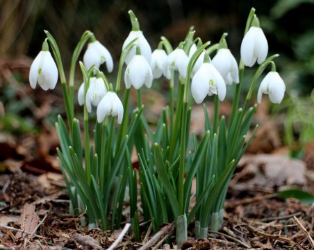 Глобяват с 11 000 евро за откъснато кокиче в Турция