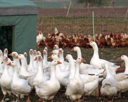 Откриха птичи грип във ферма в Раковски
