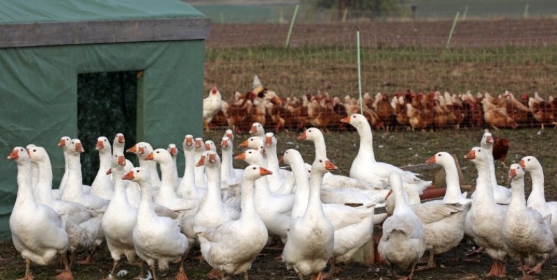 Откриха птичи грип във ферма в Раковски