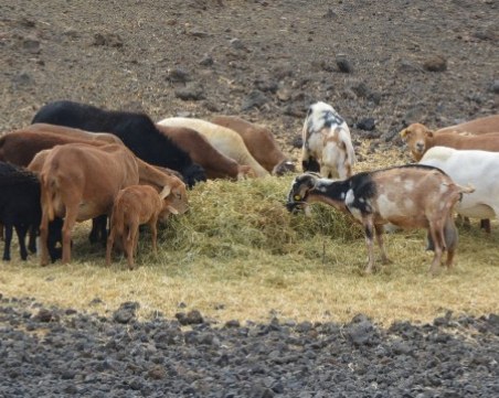 Стадо със 110 кози изчезна безследно в Пиринско