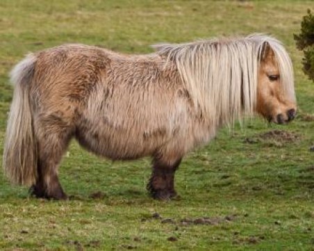 Жена се качи на борда на самолет с малко пони