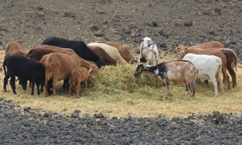Стадо със 110 кози изчезна безследно в Пиринско