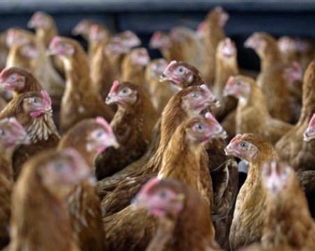 БАБХ затвори предприятие за разфасоване на птиче месо в Луковит