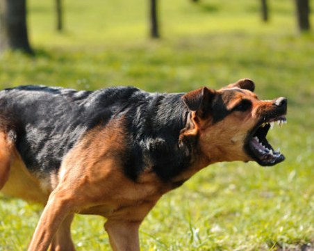 Куче отхапа палеца на инкасатор в Пазарджишко