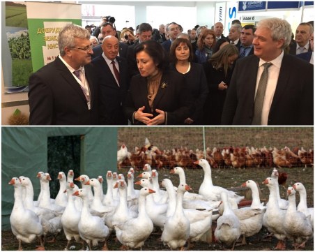 Министър Танева в Пловдив: Заразените над 6000 птици в Раковски са умъртвени