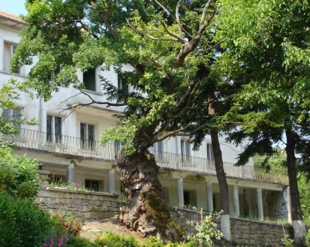 Вековен дъб, свързан с делото на Левски, участва в европейски конкурс