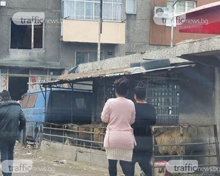 Made by Столипиново: Заградиха кошара с овце и телета в махалата