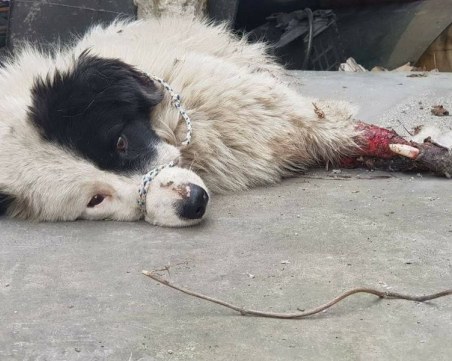 Мъж уби кучето си с кол в Пловдивско, душило кокошките!