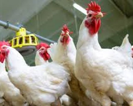 Огнища с птичи грип откриха в две пловдивски села