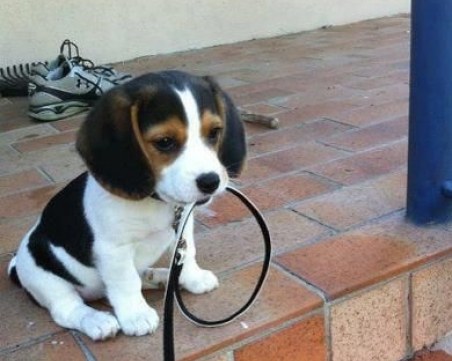 Пловдив стартира кампания за кастрация на домашни кучета и котки