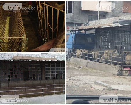 След сигнал на TrafficNews: Премахнаха част от незаконната кошара за овце в 