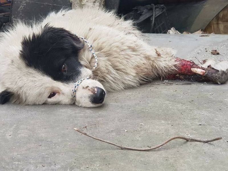 Мъж уби кучето си с кол в Пловдивско, душило кокошките!