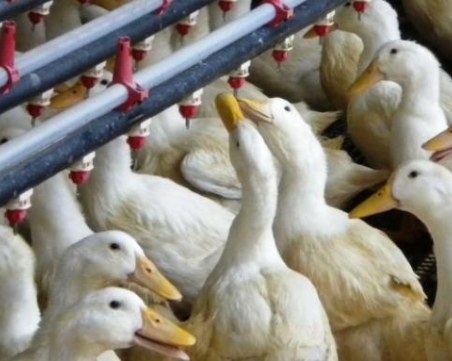 Умъртвяват птици край Пловдив, за да ликвидират огнищата на птичи грип