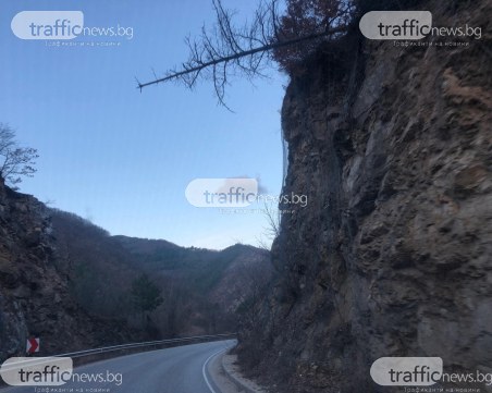 Дърво убиец надвисна страховито над пътя Пловдив - Пампорово*