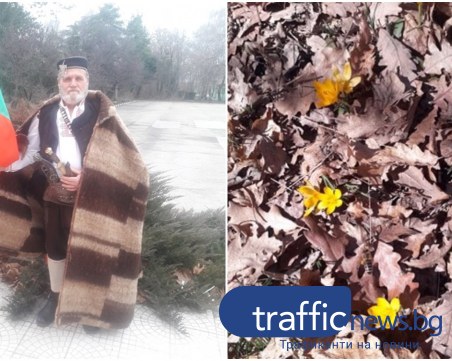 Минзухари кичат снагата на Родопите! Цяла полянка цъфна над Дорково