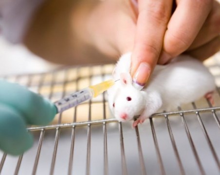 Нов експеримент лекува диабет при мишки