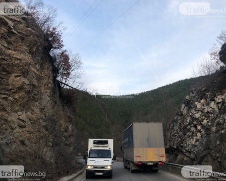 Обезопасяват района около дървото, надвиснало на пътя Пловдив-Пампорово