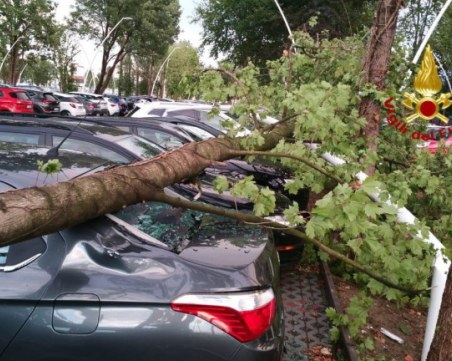 Паднало дърво помля три коли в Асеновград