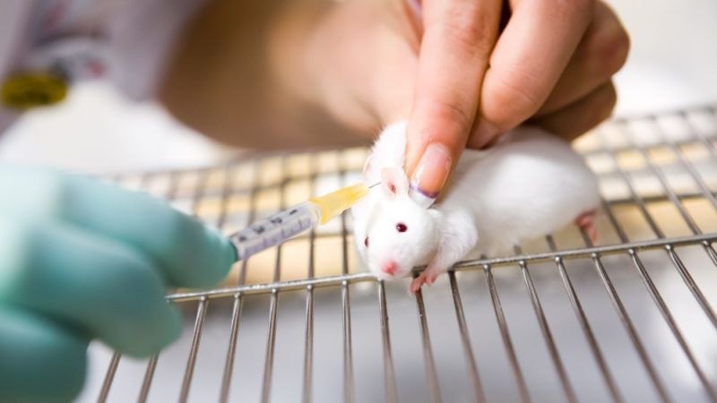 Нов експеримент лекува диабет при мишки