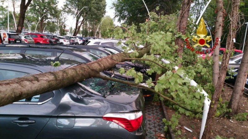 Паднало дърво помля три коли в Асеновград