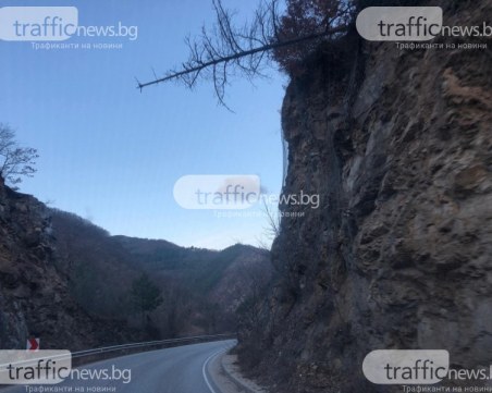 След публикация на TrafficNews.bg: Премахнаха опасното дърво на пътя Пловдив – Смолян