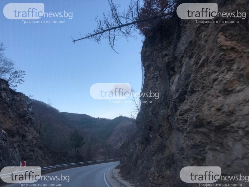След публикация на TrafficNews.bg: Премахнаха опасното дърво на пътя Пловдив – Смолян
