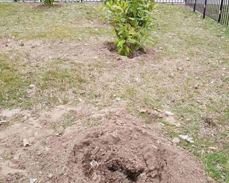 Издирват крадци на магнолии в Пловдив