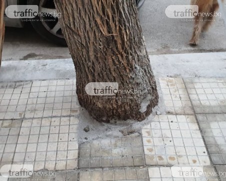 Бетонираха живо дърво в центъра на Пловдив
