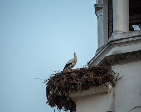 Първите два щъркела дойдоха в Белозем