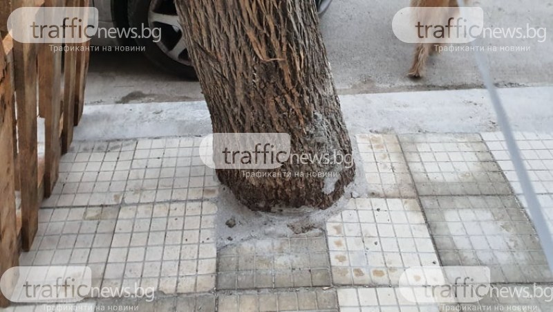 Бетонираха живо дърво в центъра на Пловдив