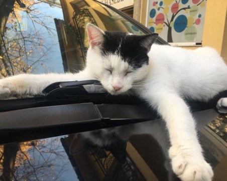 Пловдивските котки - господарите на безвремието