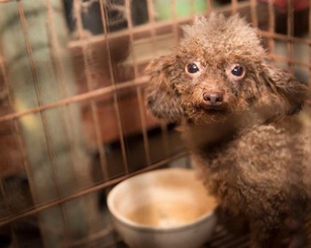 Домашно куче е заразено с коронавирус