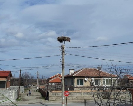 Първи щъркел кацна в Пловдивско