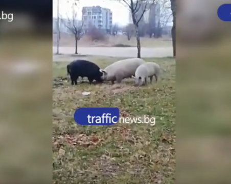 Трите прасенца събират слама за нова къщичка в ... двора на Английската в Пловдив