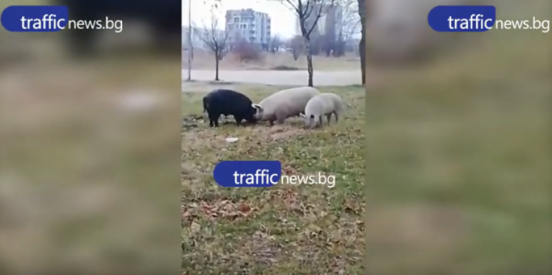 Трите прасенца събират слама за нова къщичка в ... двора на Английската в Пловдив
