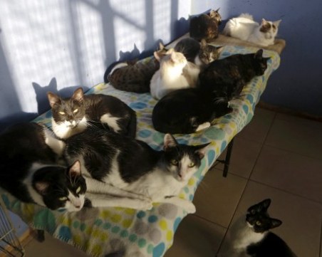 Жена отглежда десетки котки и кучета в апартамент, институциите - безсилни