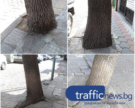 Пловдивчанка: Бетонираното дърво в Пловдив не е само едно, десетки са