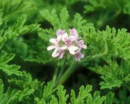 Скритите послания: Индришето - нежното оръжие срещу грипа и коронавируса