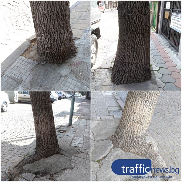 Пловдивчанка: Бетонираното дърво в Пловдив не е само едно, десетки са