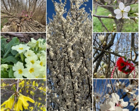 Усещане за пролет в Пловдив! Насладете му се!