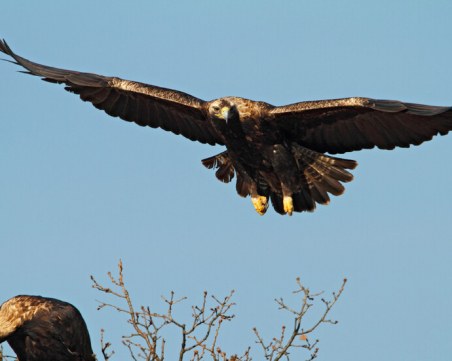 Нови три двойки царски орли са открити в района на Сливен